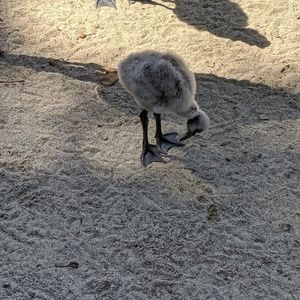 Meet your Posher, Dani